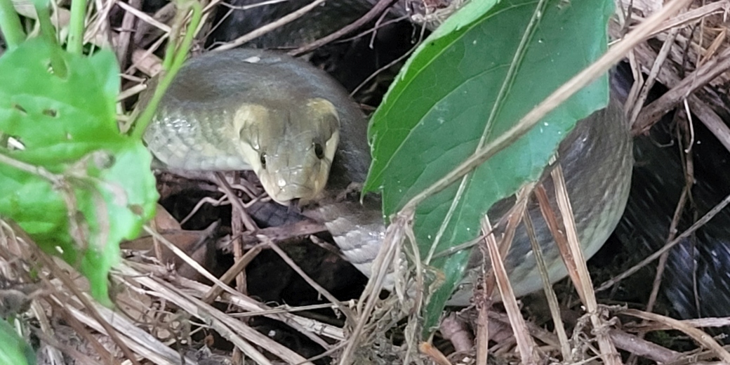 Užovka stromová v CHKO Soutok