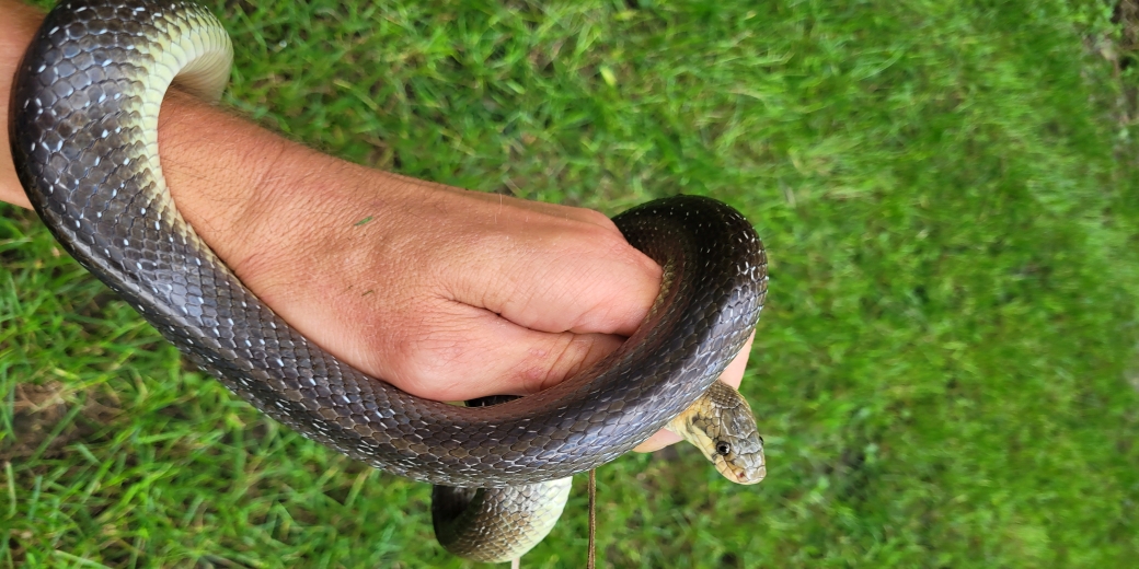 Užovka stromová v CHKO Soutok