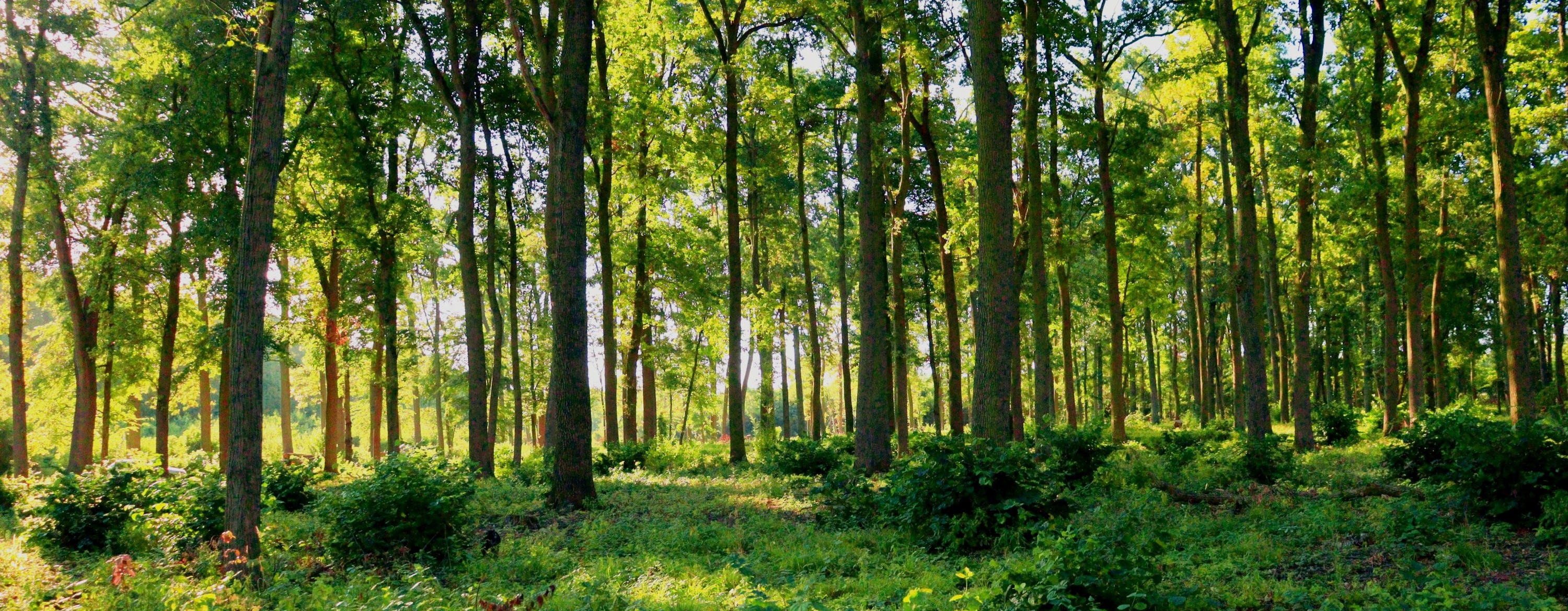 Prosvětlení lesů.