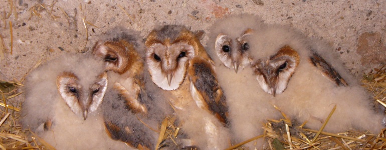 Na zabezpečení péče o ohrožené a handicapované živočichy půjde v roce 2025 opět 25 milionů korun