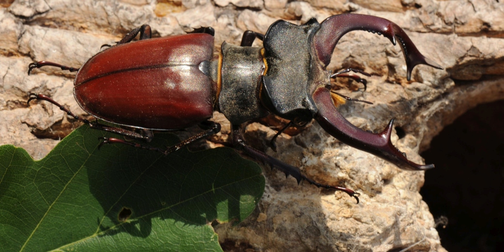 Roháč obecný je jeden z ohrožených živočichů v NPP Hodonínská Dúbrava