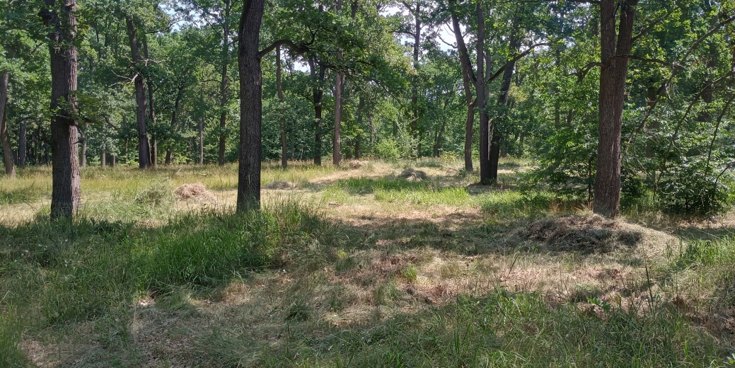 Rozsáhlé kosení a redukce invazních rostlin v NPP Hodonínská Dúbrava