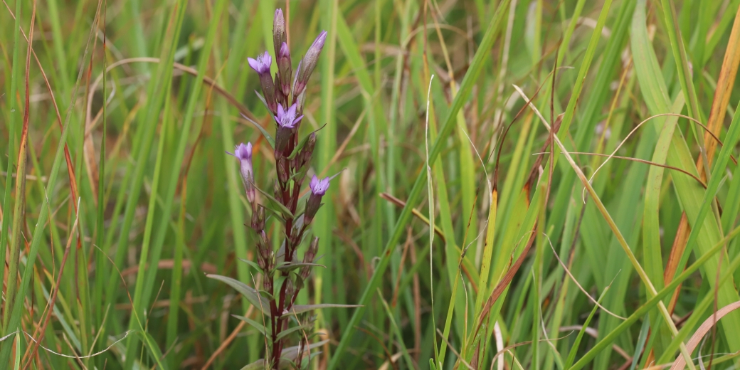 Gentian