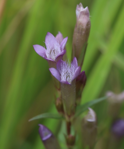 Gentian