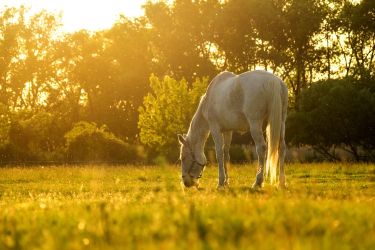 Koně v NPR Slanisko u Nesytu.