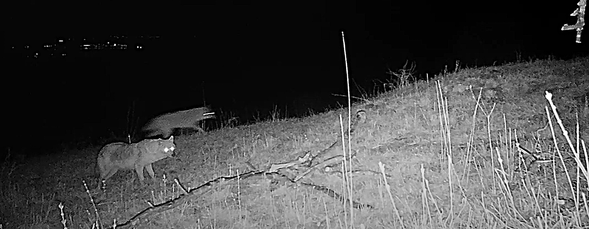 Záběr z fotopasti na probíhající pár šakalů, autor: Jiří Kmet