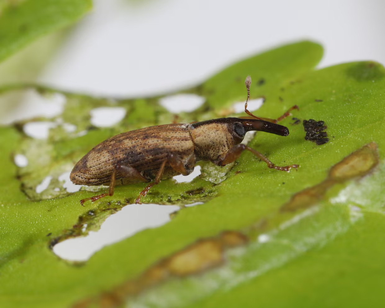 nosatec (Listronotus elongatus), foto: Cabi