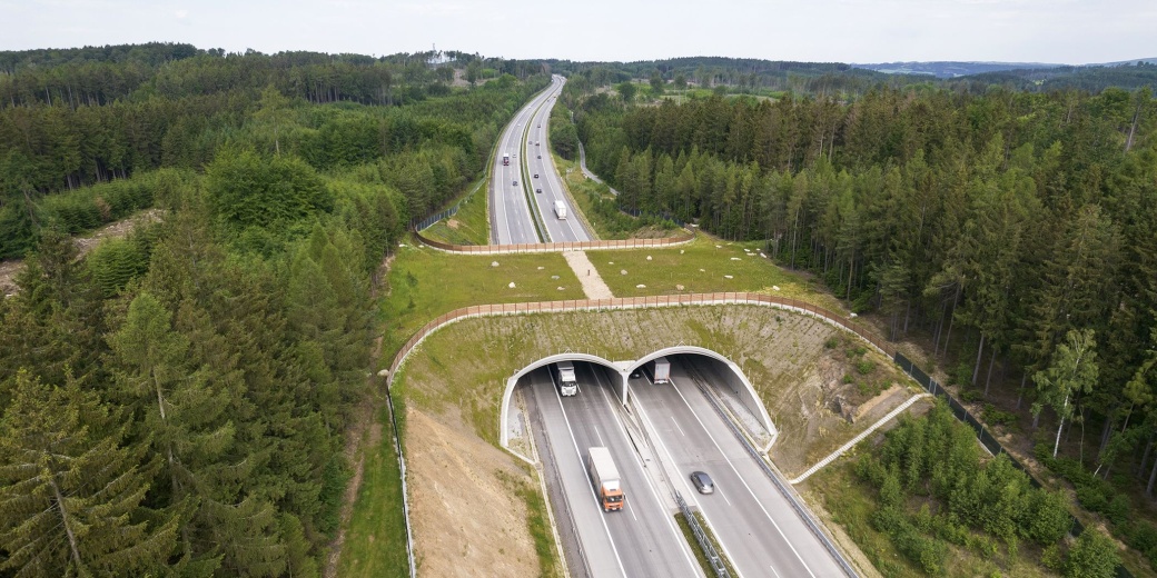 Animal crossing over the highway.