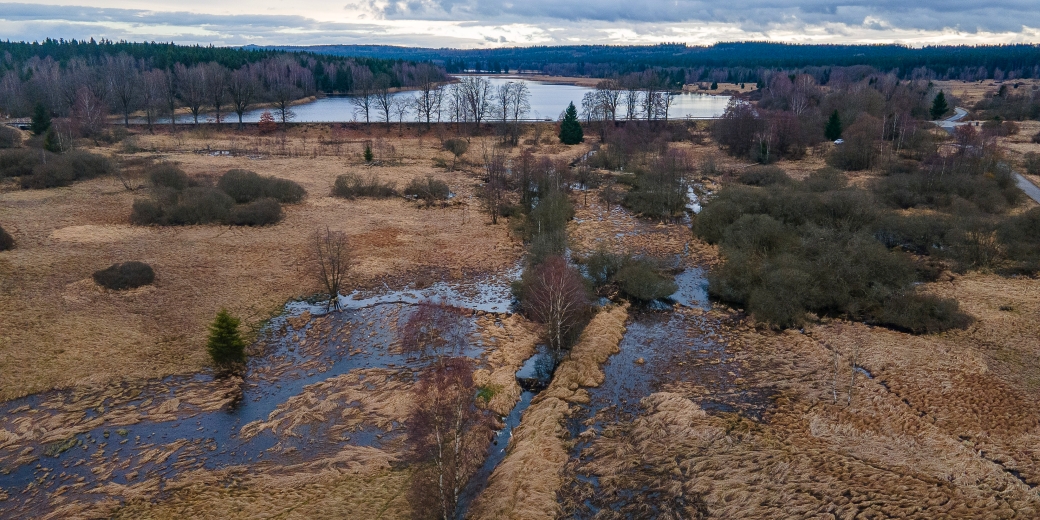 Wetland created by a beaver near a Dolejší Padrťský pond