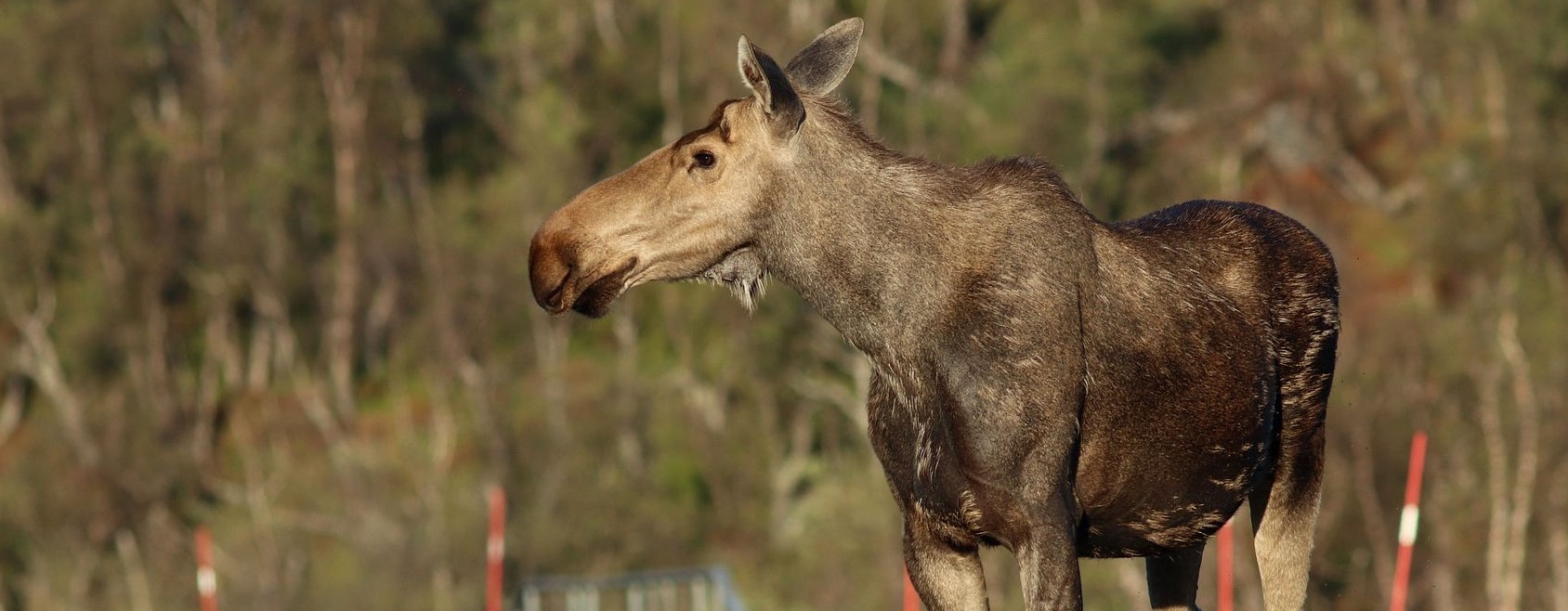 Los evropský, foto: Václav Hlaváč