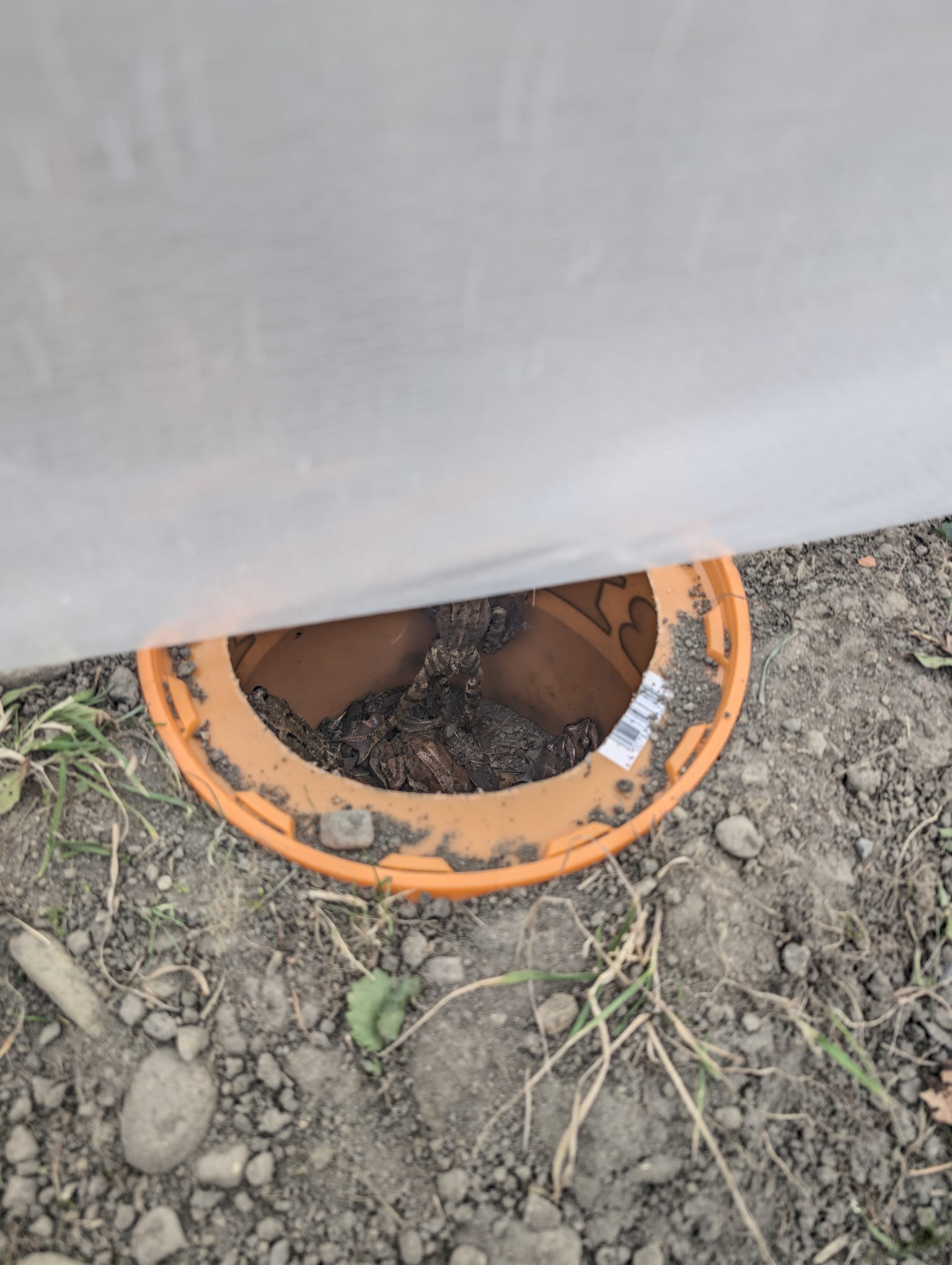 Na několika místech jsou podél zábrany zakopány kyblíky, které slouží jako dočasné pasti.