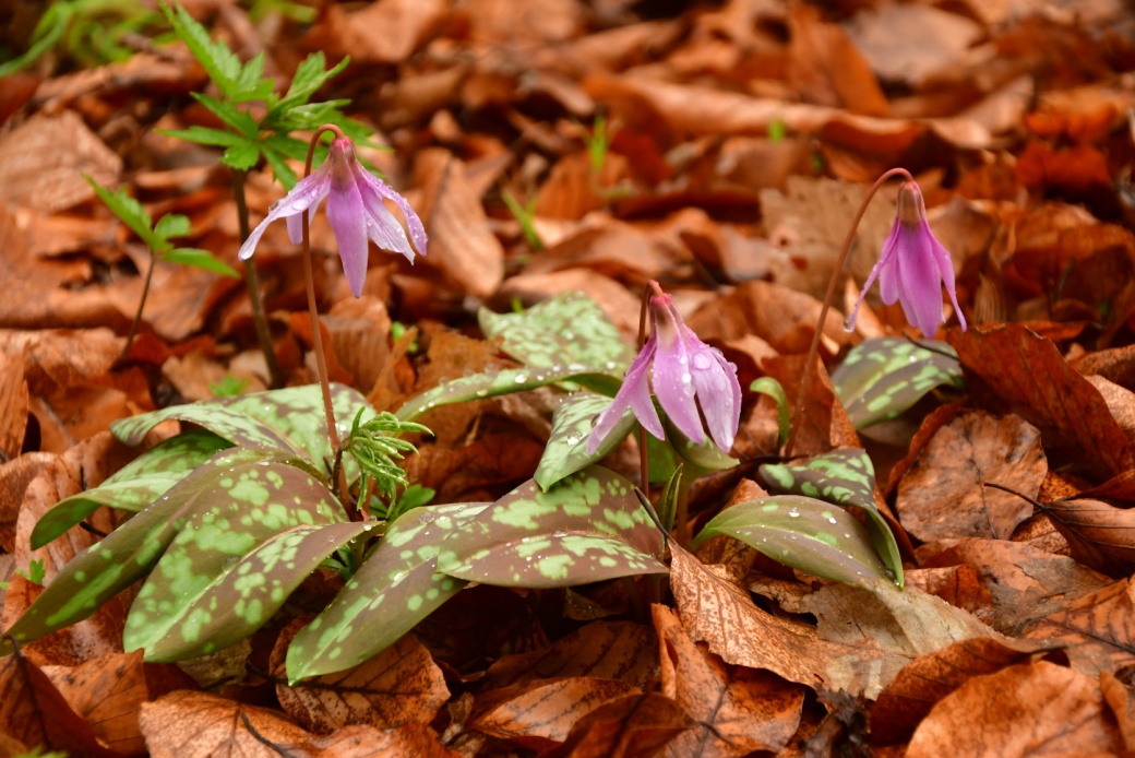 Kvetoucí kandík psí zub.