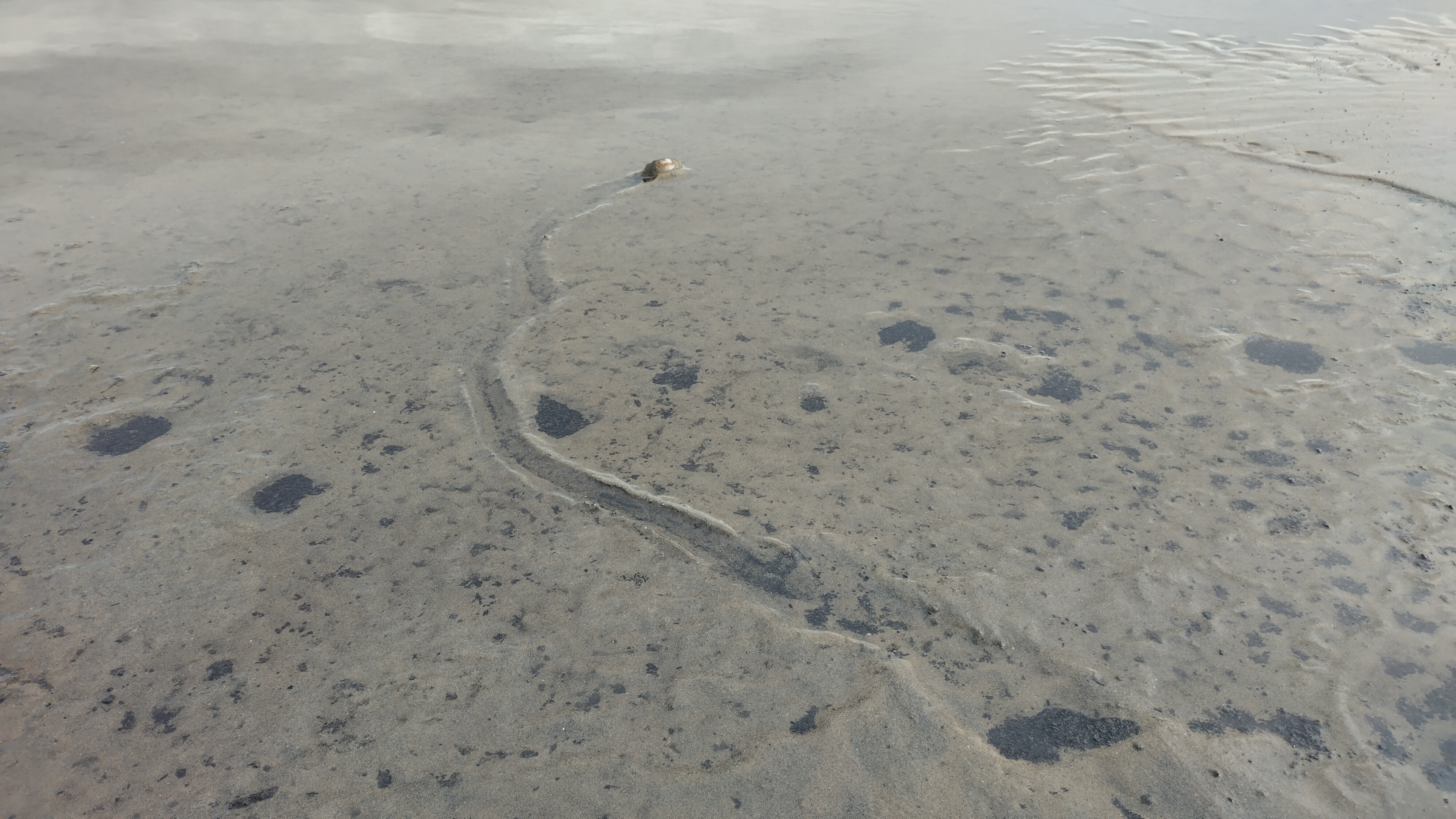 A stopa, kterou svou nohou zanechává. Foto Filip Šipan.