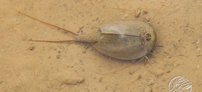 Listonoh letní v louži.