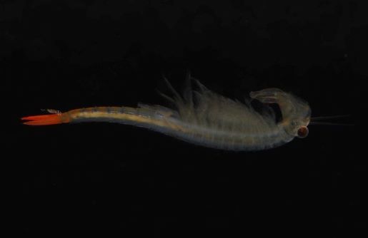 Vodní živočichové.