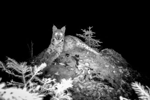 Rys ostrovid zachycený fotopastí.