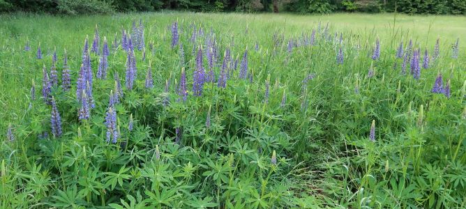 Porost modře kvetoucí lupiny mnoholisté v louce.