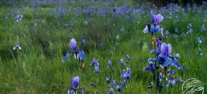 Pohled na záplavu modrých květů kosatců sibiřských v louce.