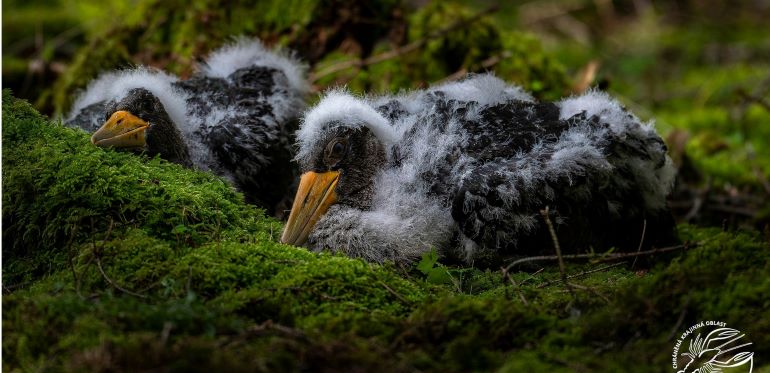 Mláďata čápa černého ležíci na zemi v mechu