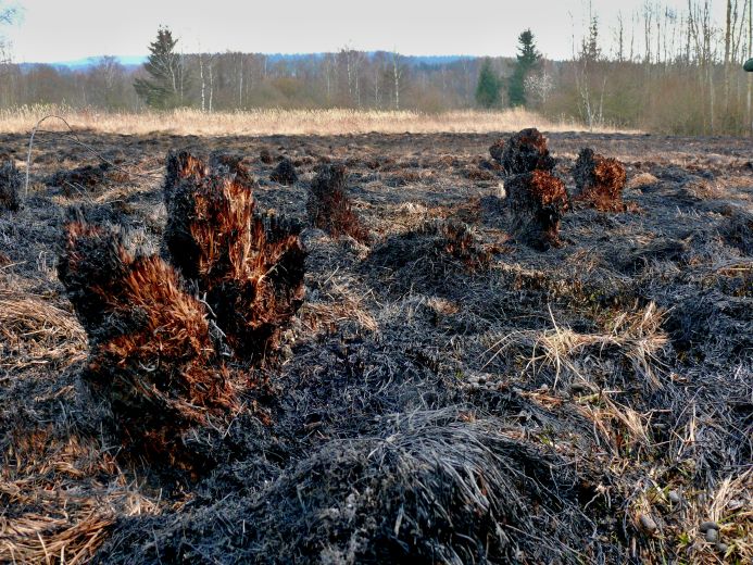 Ohořelé vysoké bulty starých trsů trav.