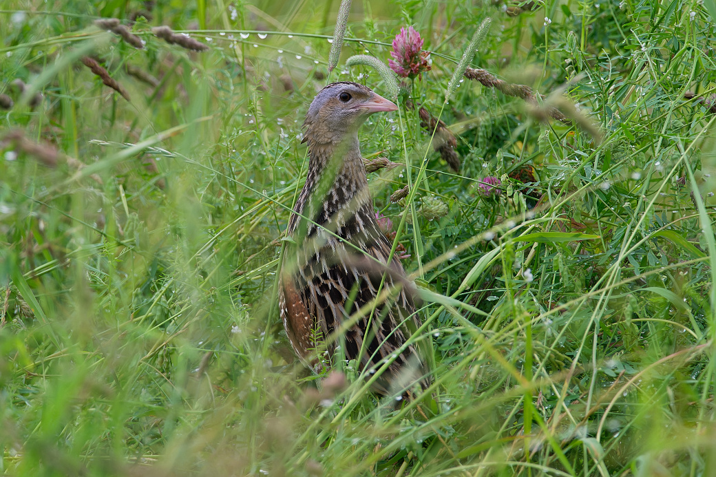 Chřástal polní v trávě.