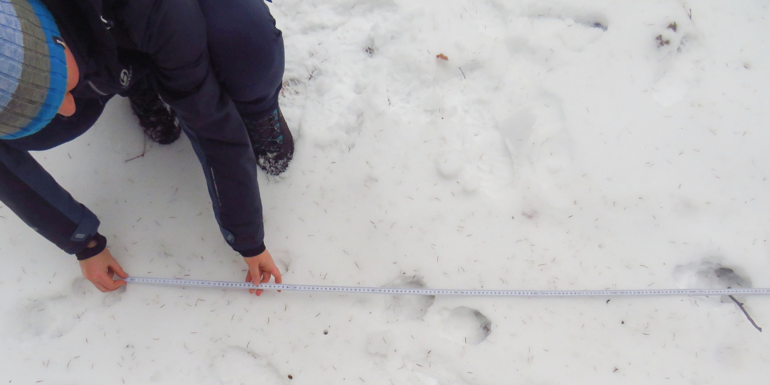 Pracovníci AOPK měří  vzdálenost mezi jednotlivými stopami_Krajca