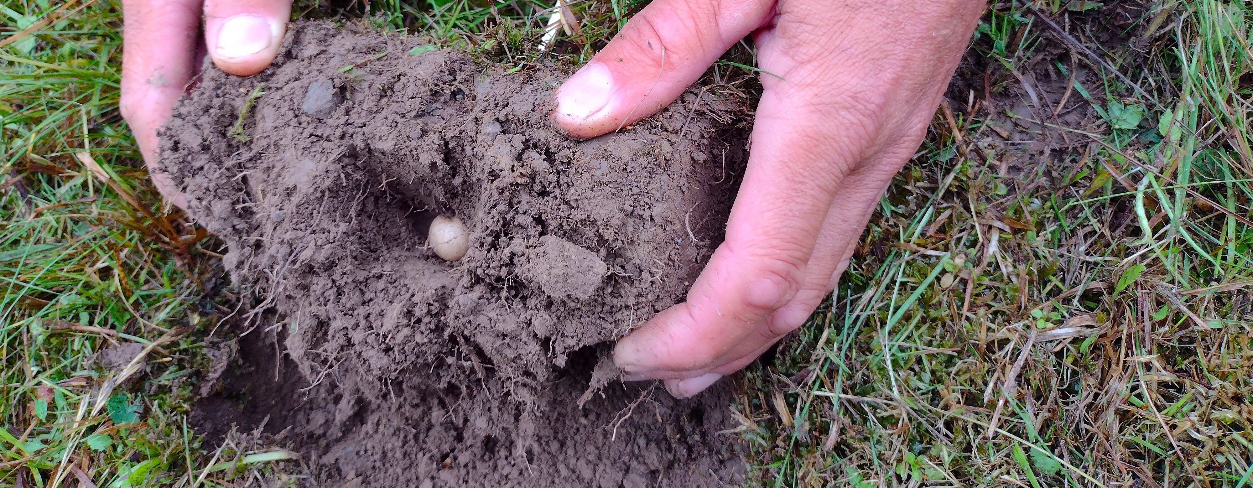 Hlíza vstavače kukačky zasazená v drnu na připraveném místě, autor: Kateřina Tremlová