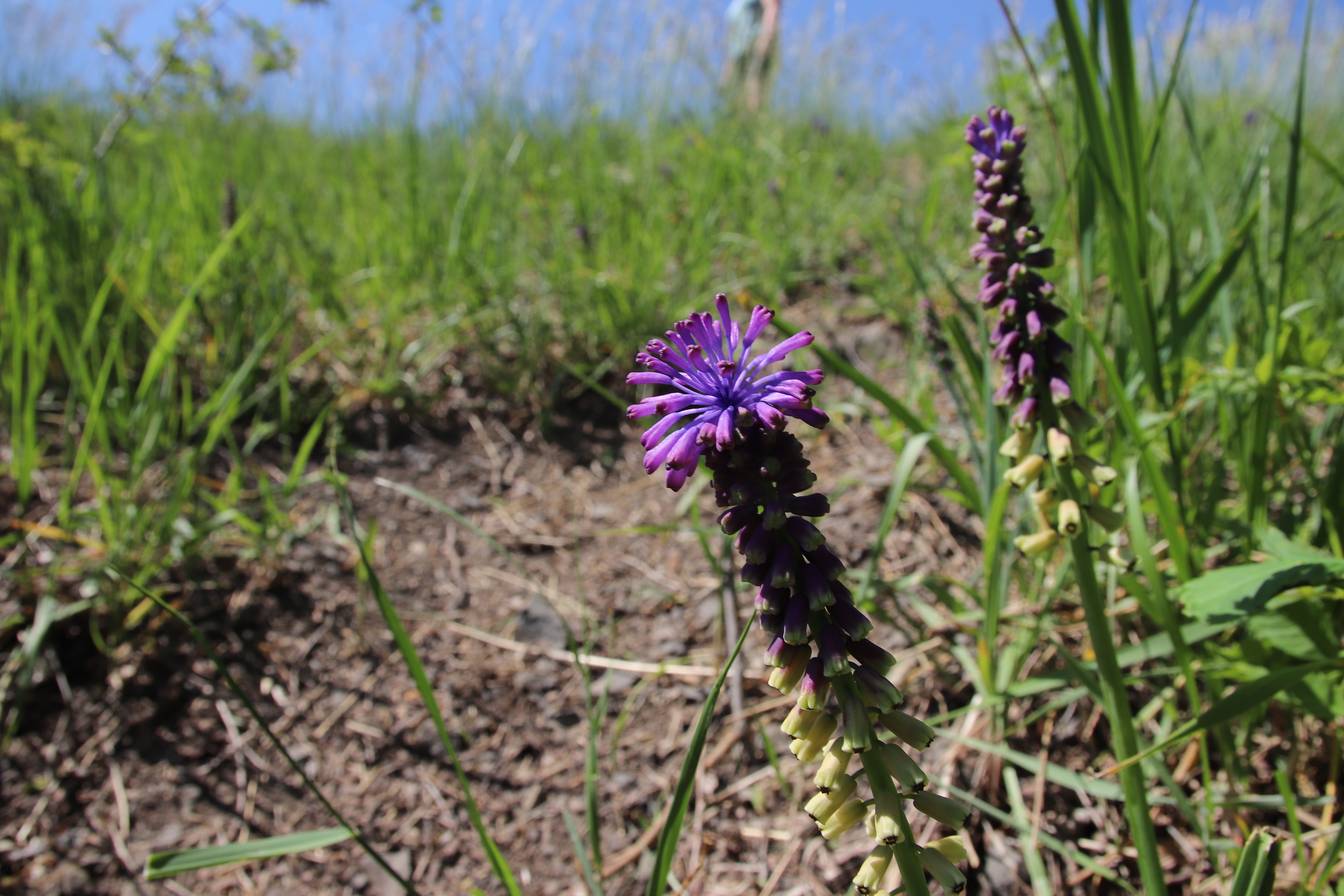 Modřenec tenkokvětý