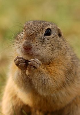 Sysel z Českého středohoří.