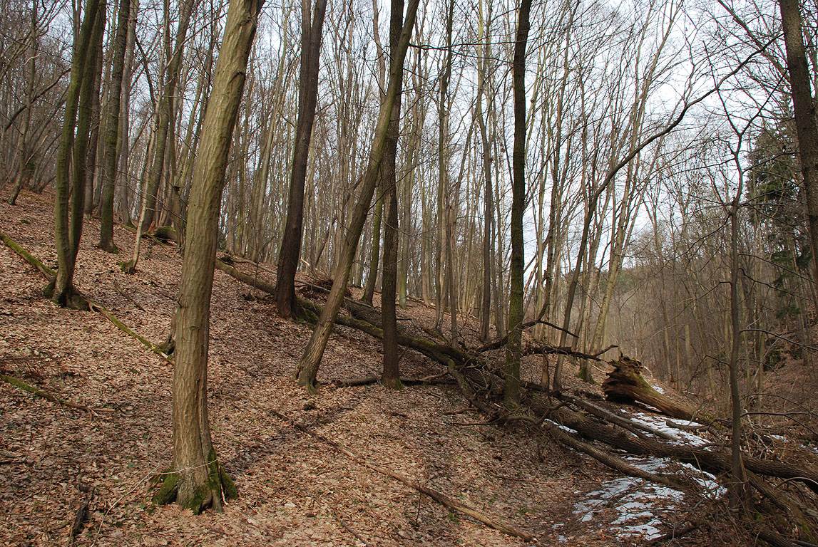 Krajina Českého krasu.