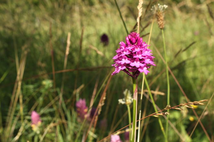 Rudohlávek jehlancovitý