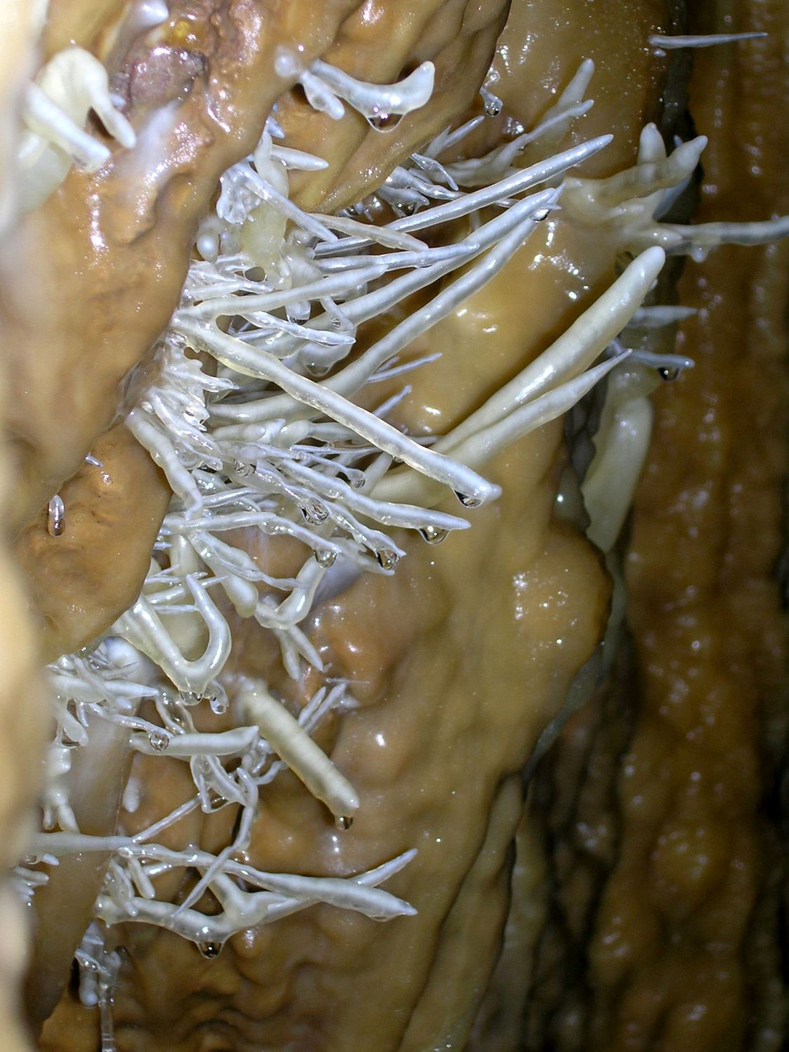 Javorka__Novotny_jehlice