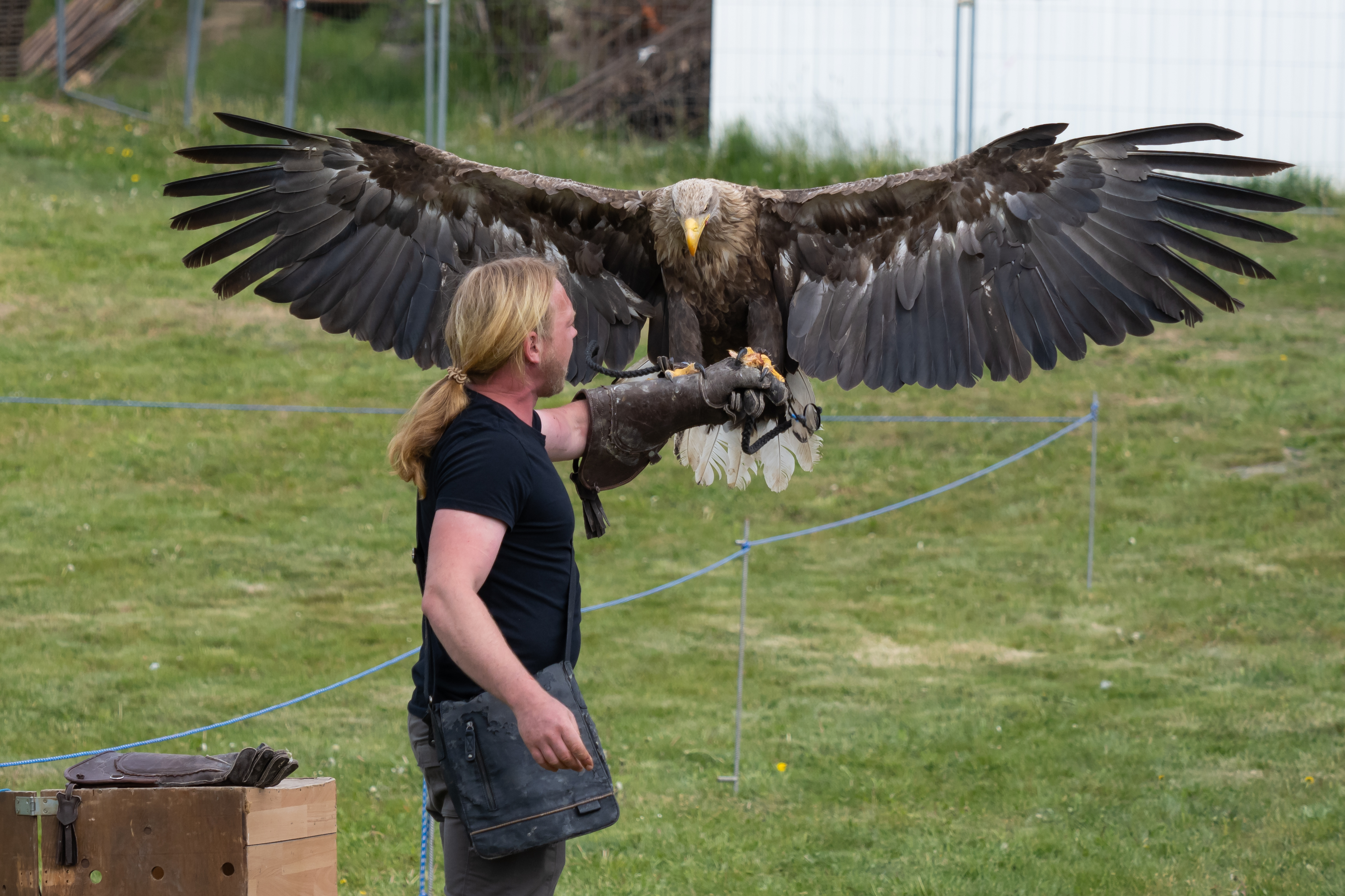 ukázka sokolnictví, sokolník s orlem