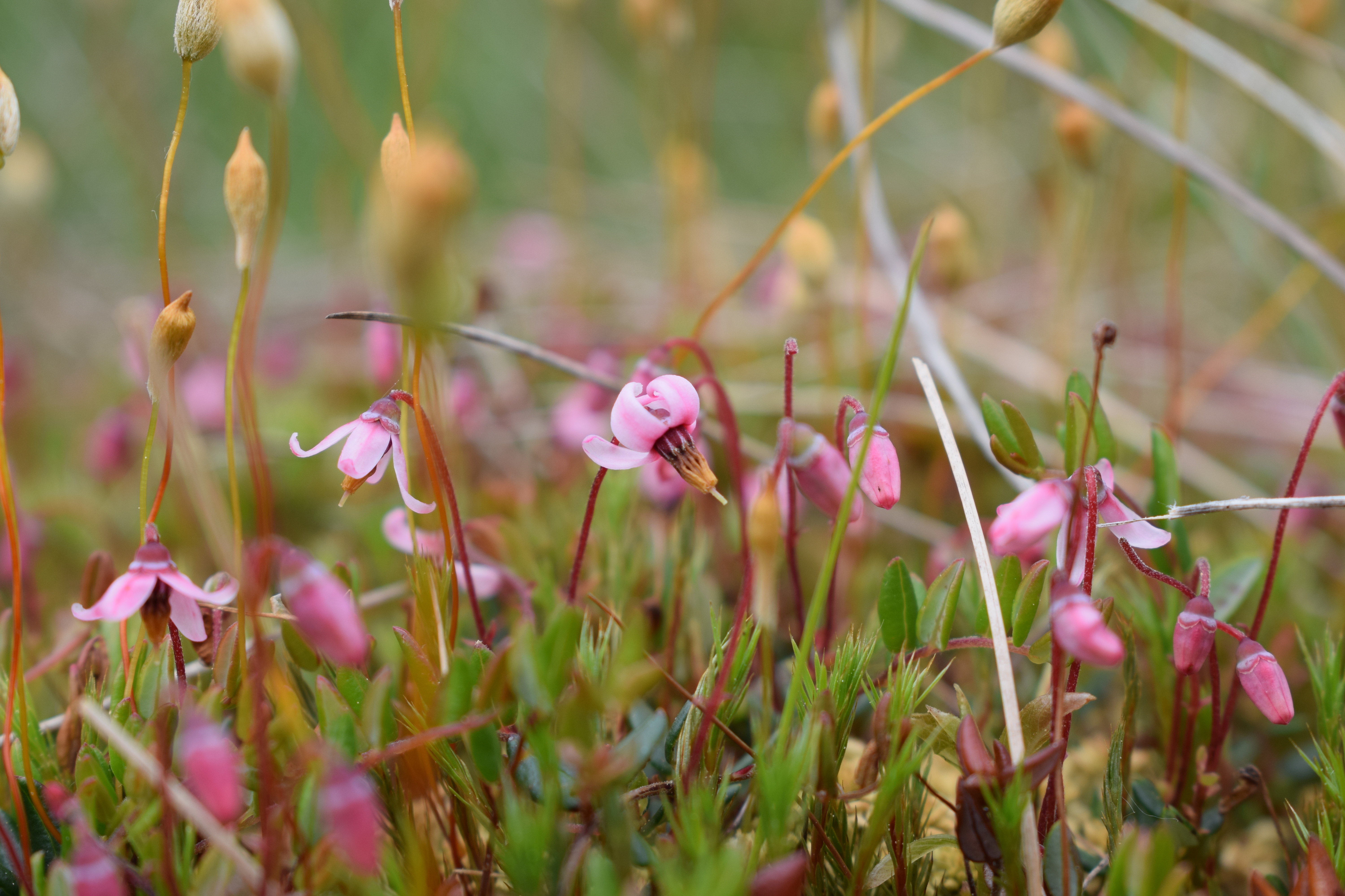klikva bahenní v květu