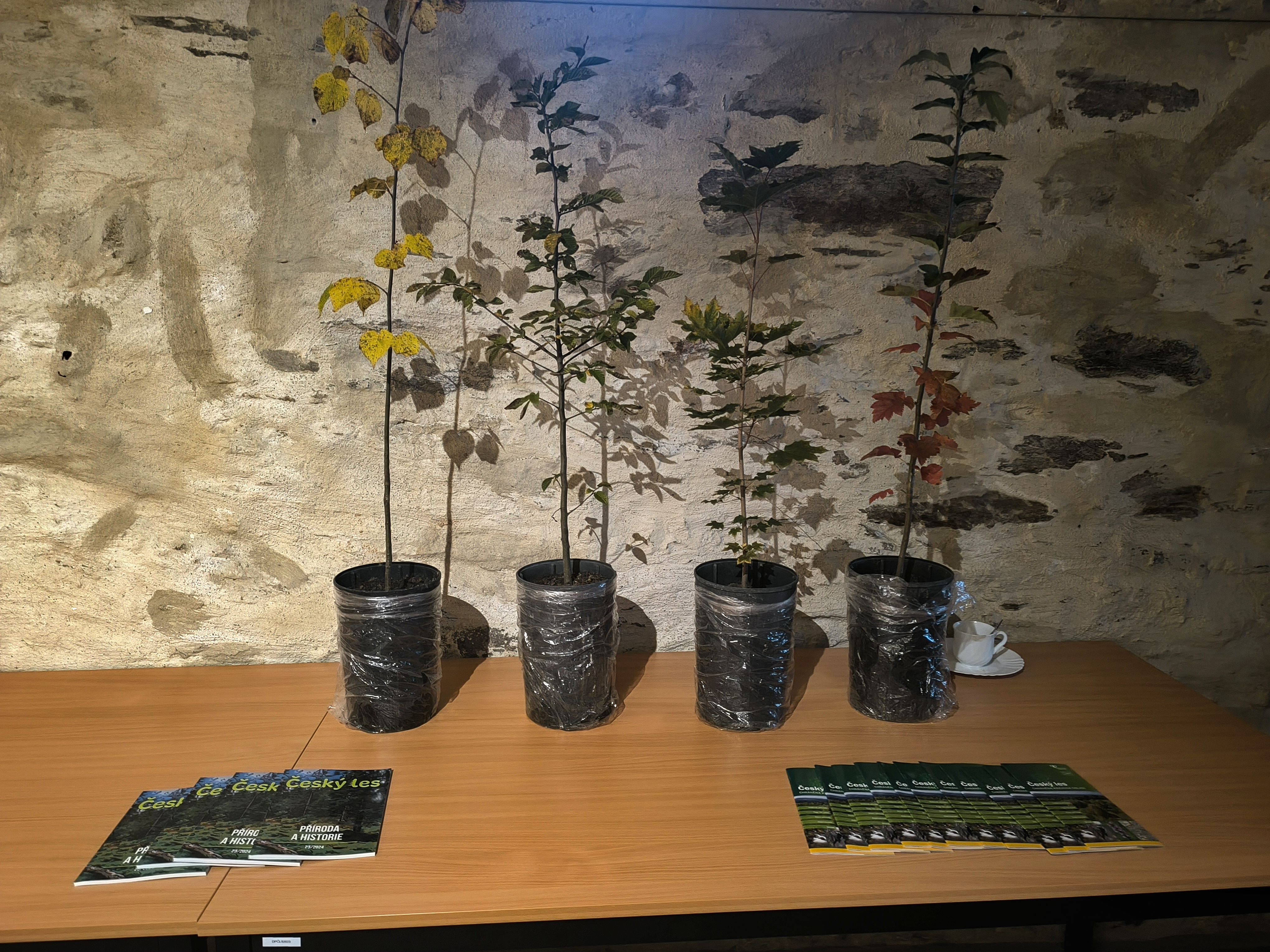 ukázka sazenic listnáčů