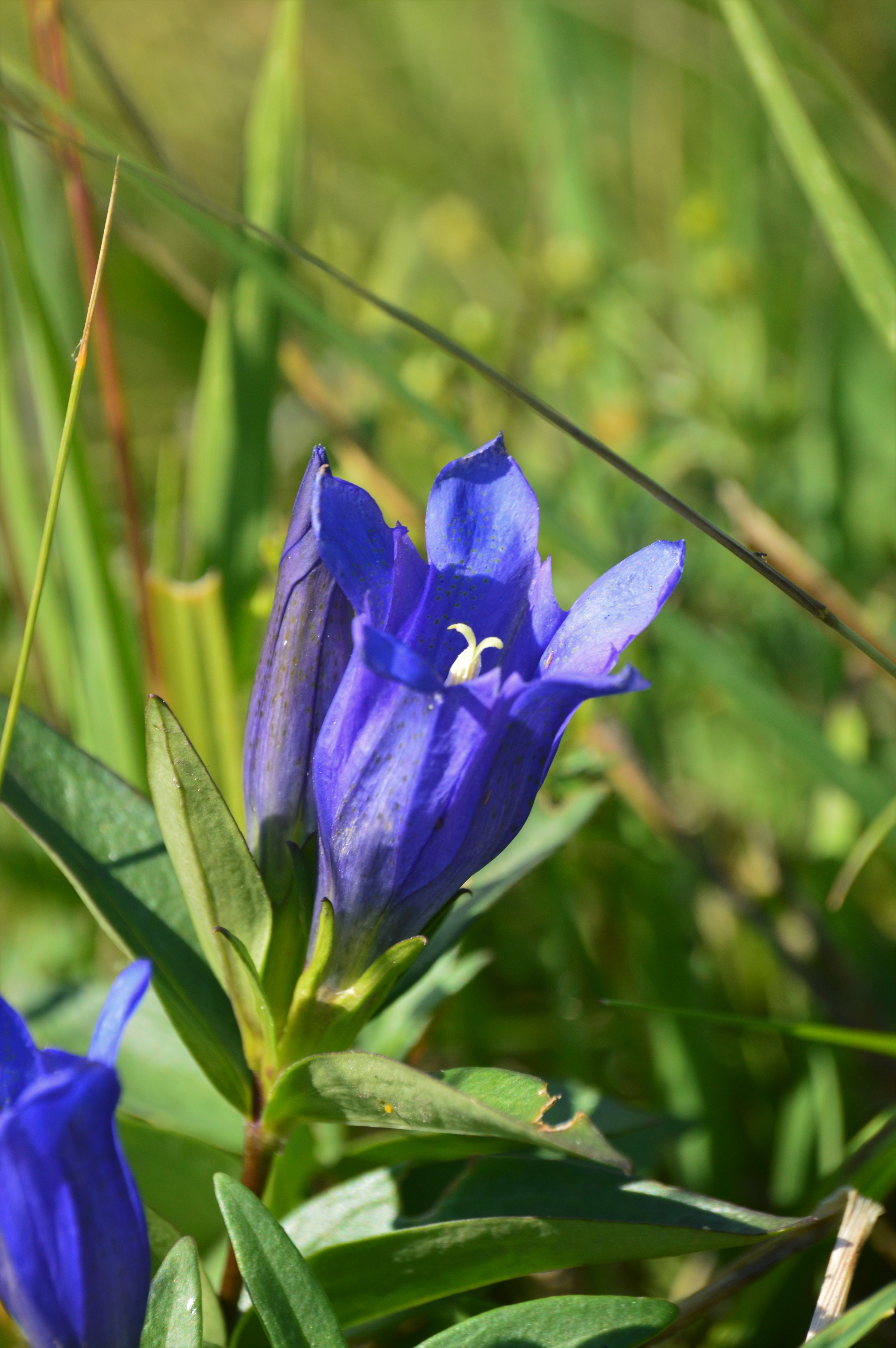 hořec hořepník v květu, foto Kašparová
