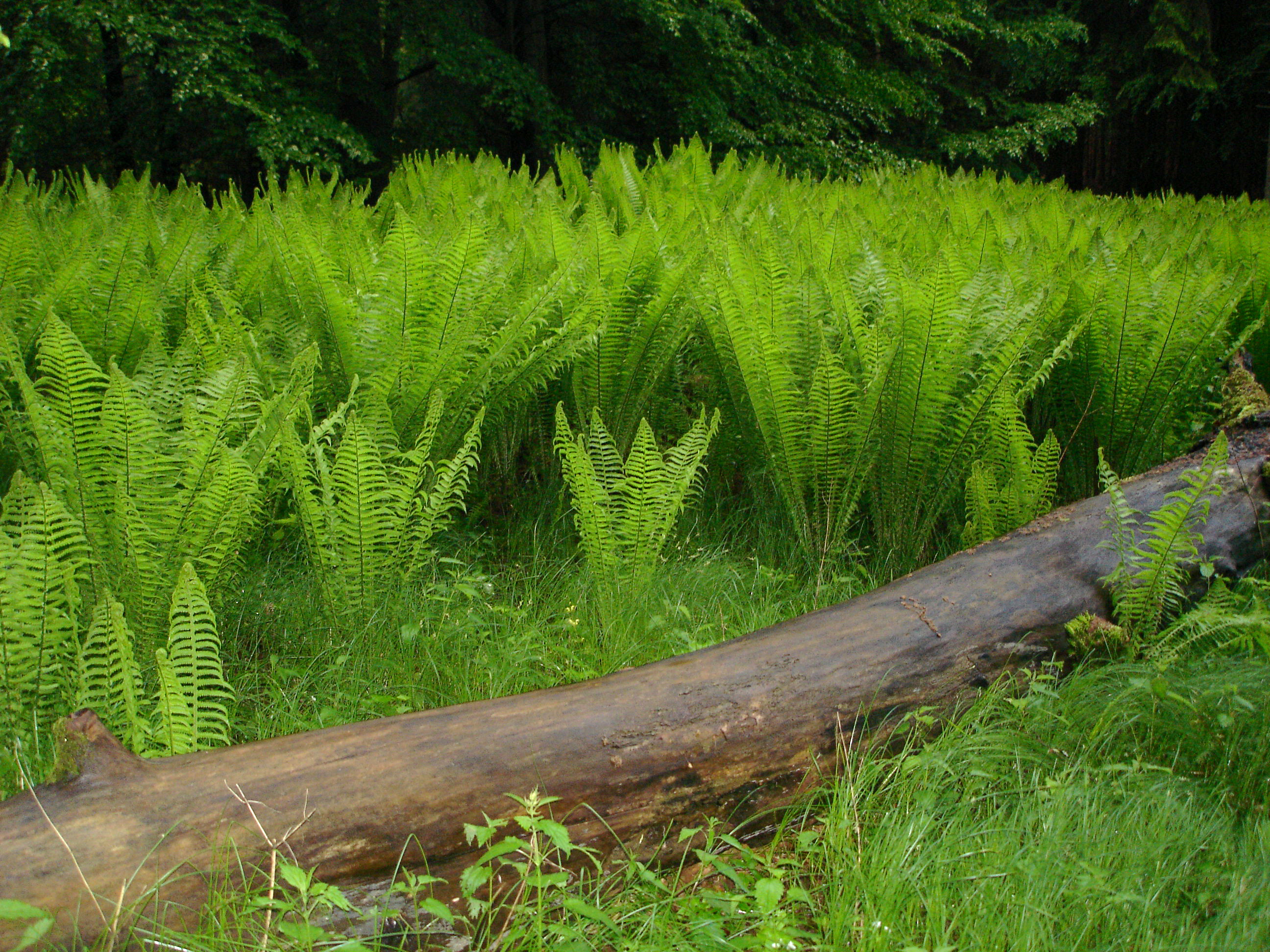 pérovník pštrosí v PR Diana