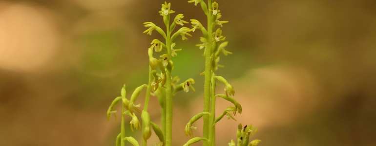 Květy orchideje korálice trojklanné.