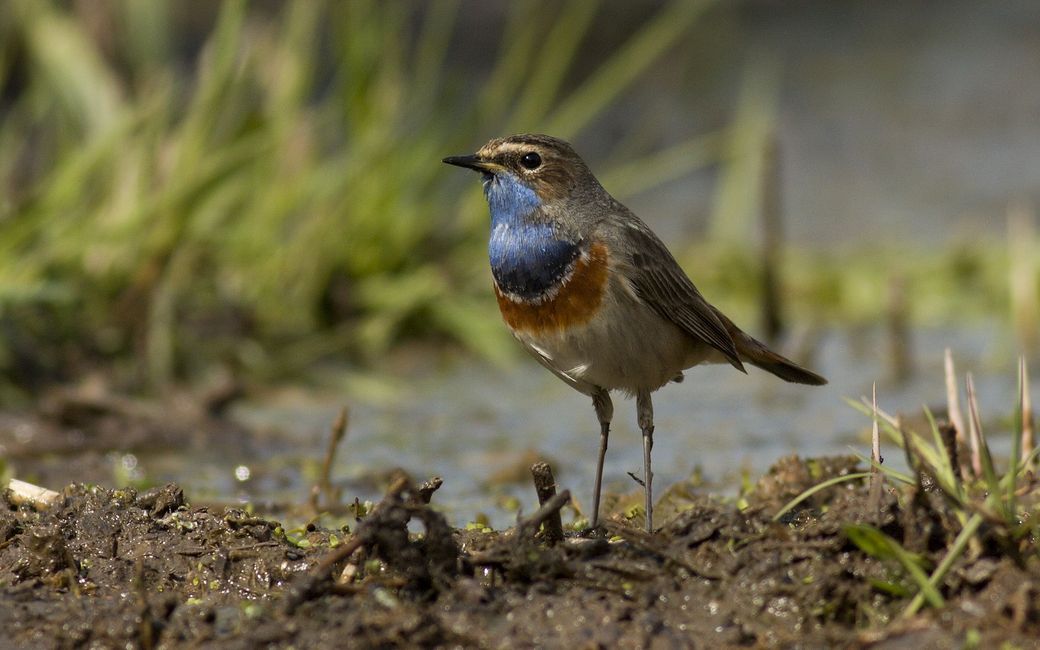 slavík modráček (foto: Správa CHKO Český ráj)