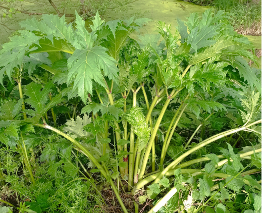 Rostlina bolševníku velkolepého.