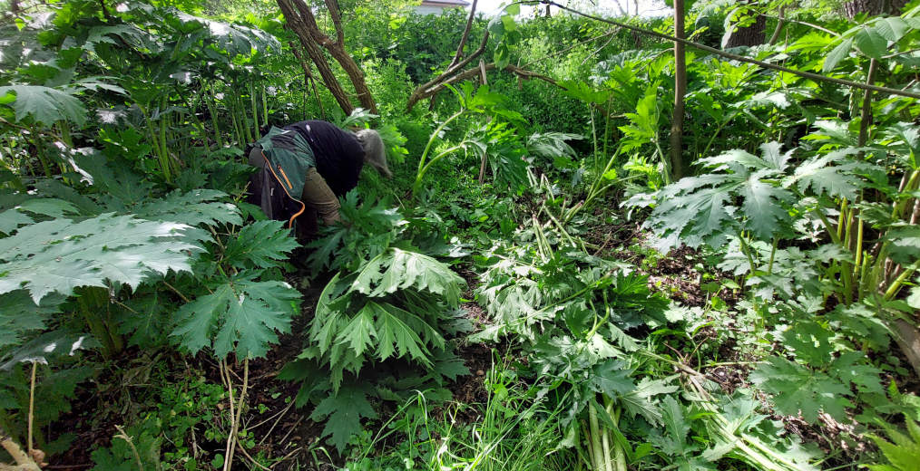 Zaměstnanci Agentury ochrany přírody a krajiny ČR vyrývají invazní bolševník.