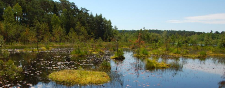 Pohled na rašeliniště u Máchova jezera.
