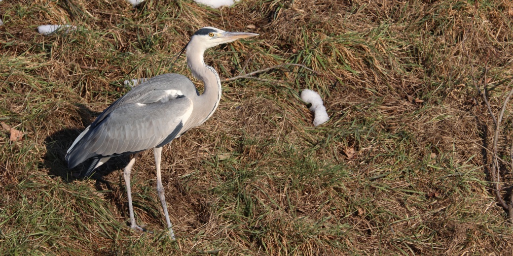 Stojící volavka popelavá.