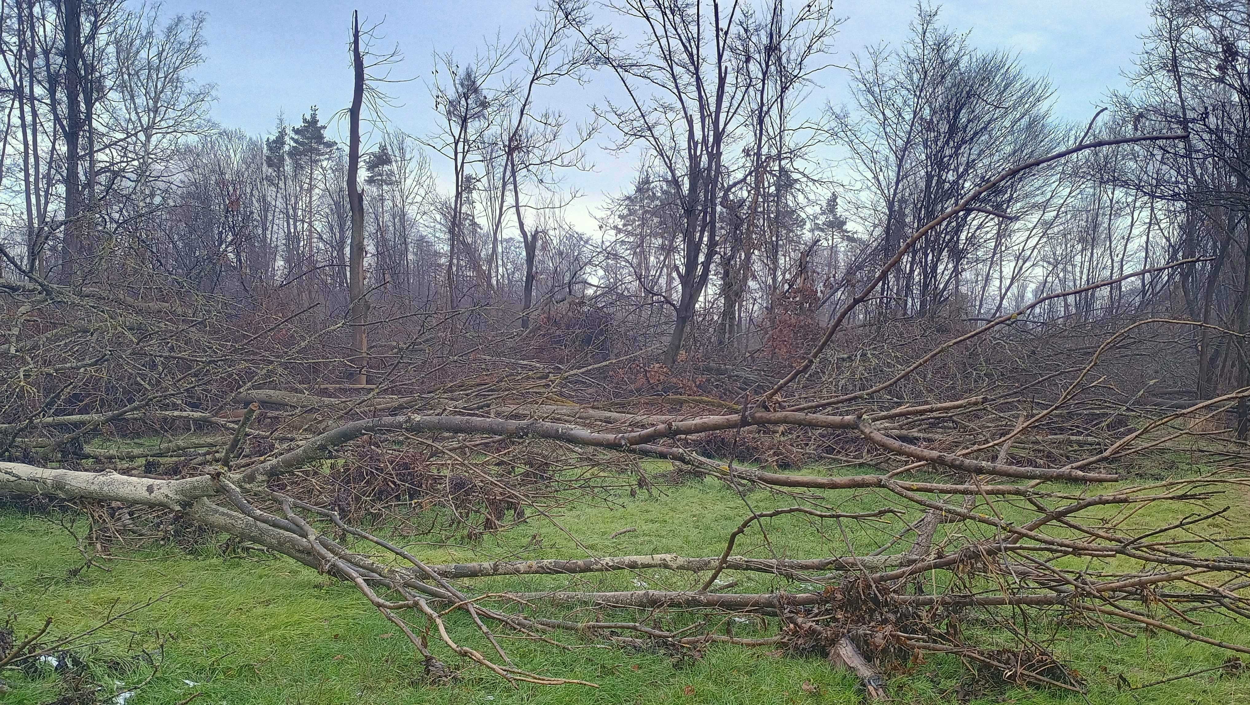 Pěšina zapadaná vyvrácenými kmeny.