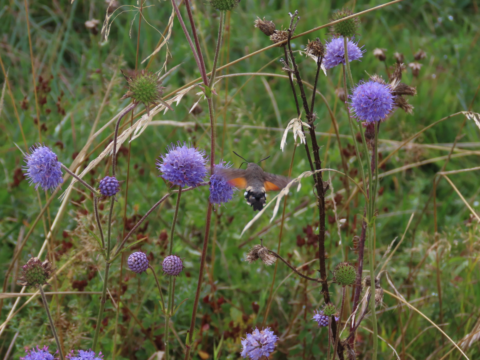 Čertkus luční s dlouhozobkou_J.Frouz