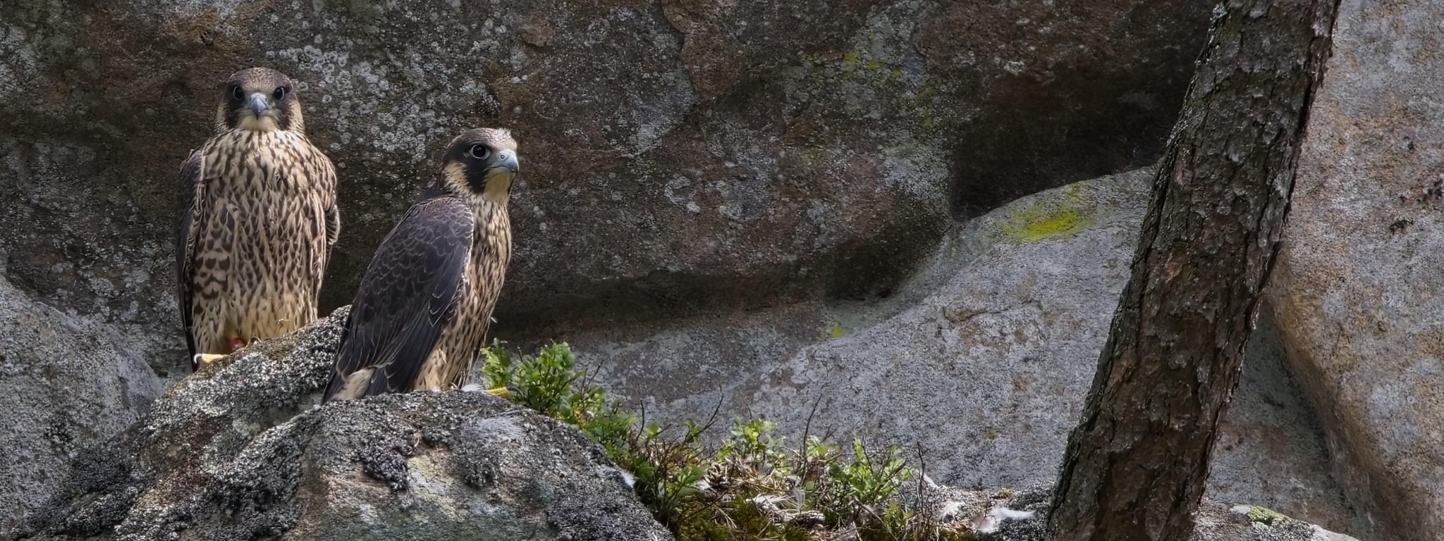 Sokolí mláďata ze Čtyř palic