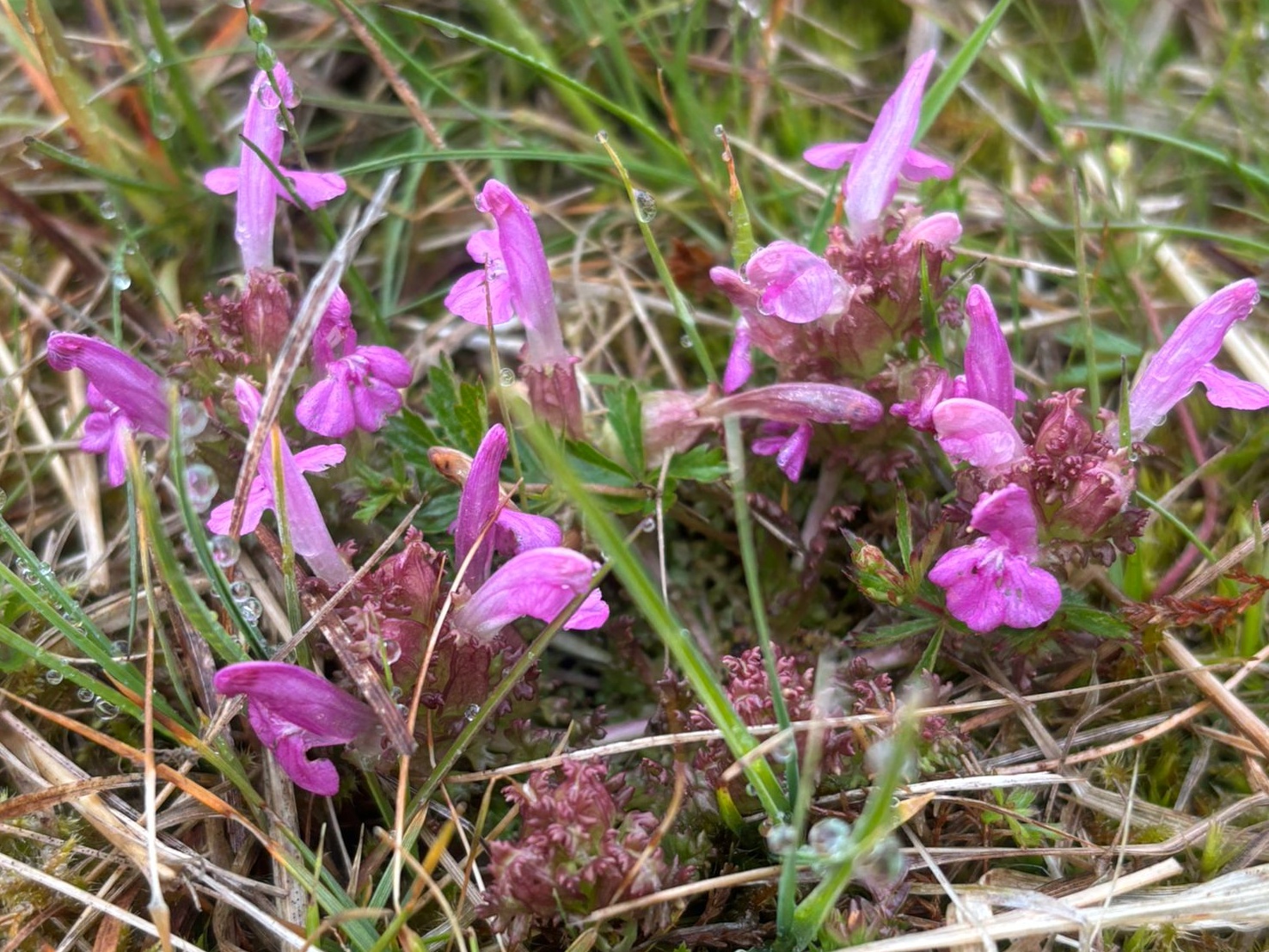 Všivec lesní, foto: Mája Zítková