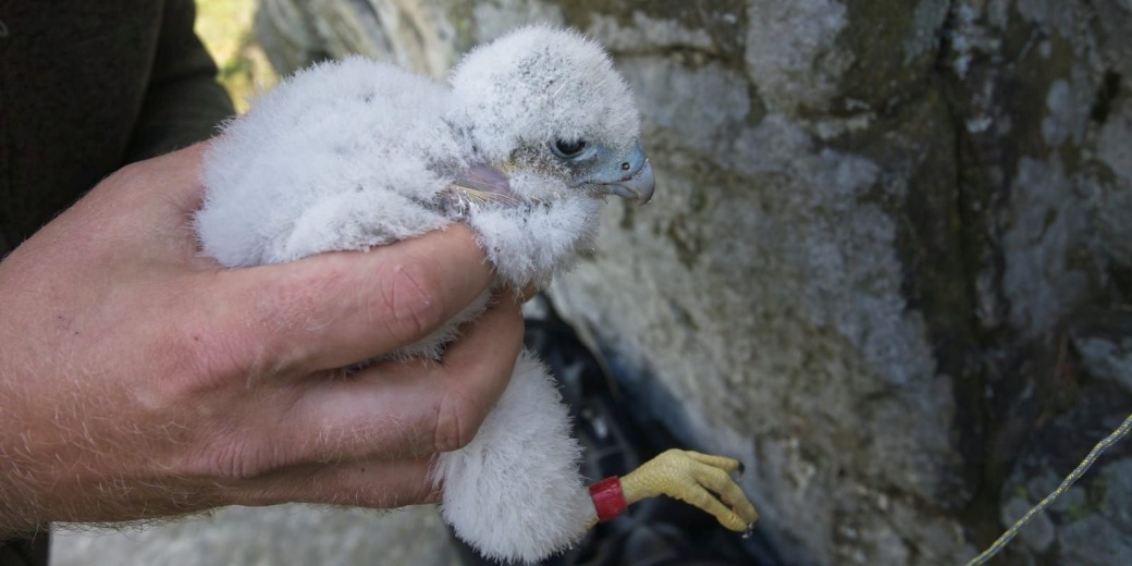 Ochmýřené mládě sokola stěhovavého v ruce ornitologa.