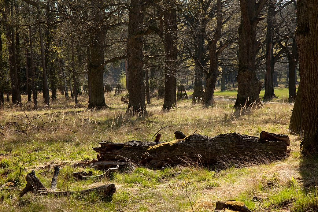 Staré duby ve Slavické oboře.