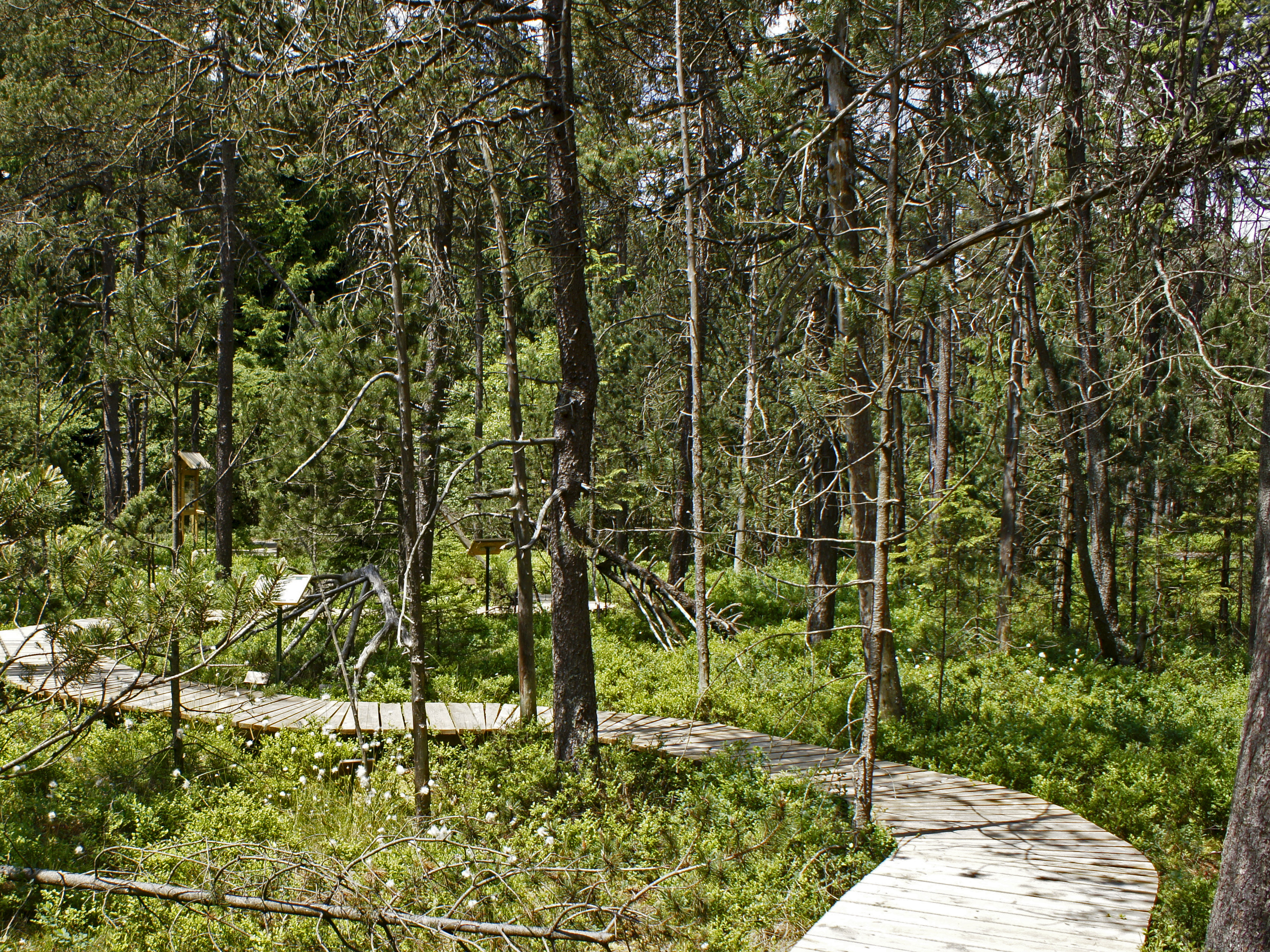 naučná stezka Podkovák - povalový chodník